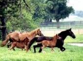 American Society of Equine Appraisers
